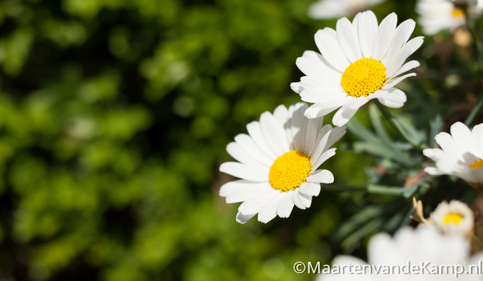 Margrietjes met op de achtergrond een buxushaag