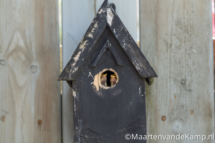 Fotografie in praktijk: Net geboren vogeltjes voor opening vogelhuisje