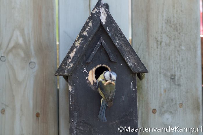 Fotograferen in praktijk - Onscherpe vogel door beperkte scherptediepte