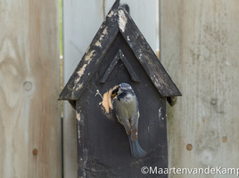 Fotograferen in praktijk - Scherpe vogel