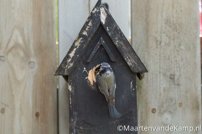 Fotograferen in praktijk - Scherpe vogel