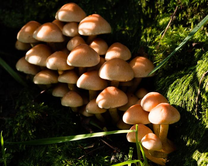 De gewone zwavelkop (Hypholoma fasciculare)