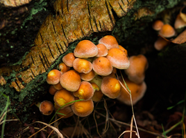 De gewone zwavelkop (Hypholoma fasciculare)