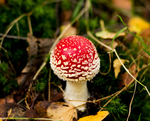 De vliegenzwam (Amanita muscaria)