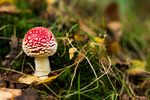 De vliegenzwam (Amanita muscaria)