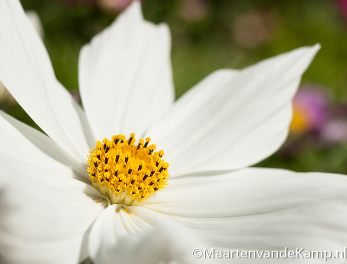 Hart van een bloem