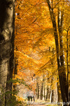 Herfstfoto Schaffelaarsebos 2012