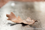 Herfstfoto Schaffelaarsebos 2012