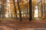 Herfstfoto Schaffelaarsebos 2012