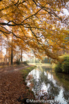 Herfstfoto Schaffelaarsebos 2012