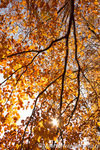 Herfstfoto Schaffelaarsebos 2012