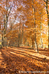 Herfstfoto Schaffelaarsebos 2012