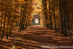 Herfstfoto Schaffelaarsebos 2012