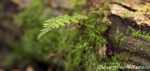 Herfstfoto Schaffelaarsebos 2012