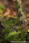 Herfstfoto Schaffelaarsebos 2012