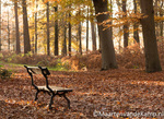 Herfstfoto Schaffelaarsebos 2012