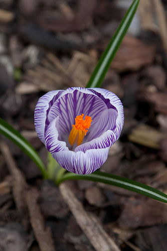 Krokus Lente 2011