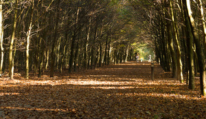 Het Sprielderbos