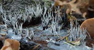 Paddenstoel in het Sprielderbos