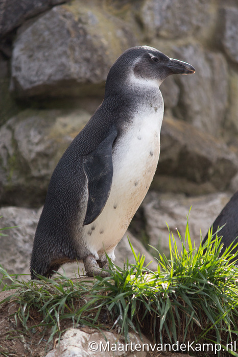 Pinguïn bij de ingang Burgers' Zoo