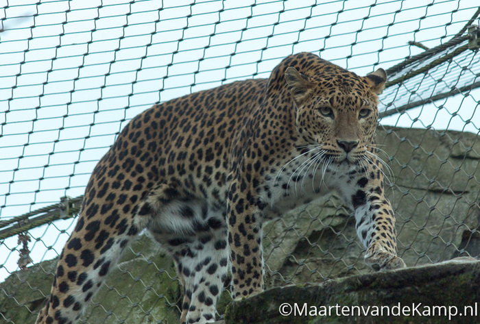 Sri Lankaanse panter