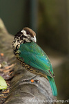 Vogels in de mangrove