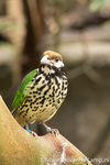 Vogels in de mangrove