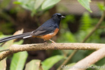 Vogels in de mangrove