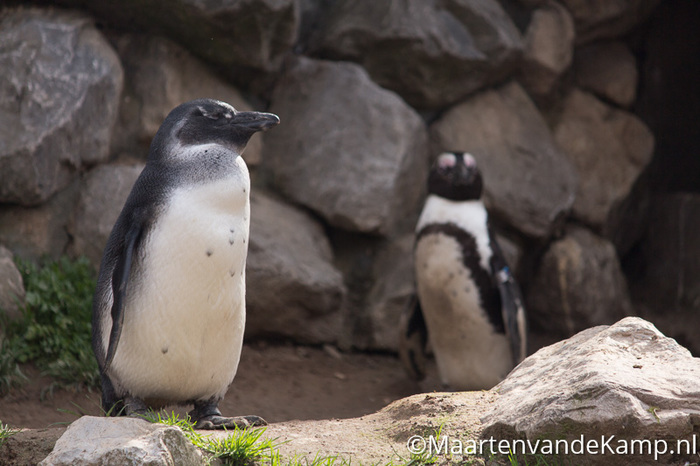 Pinguïns bij de ingang Burgers' Zoo