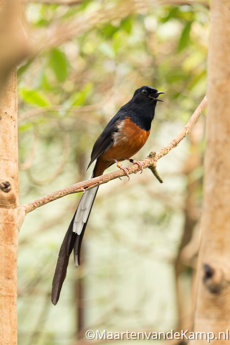 Vogels in de mangrove