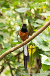 Vogels in de mangrove