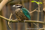 Vogels in de mangrove