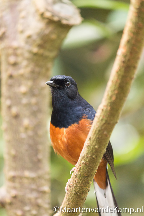 Vogels in de mangrove