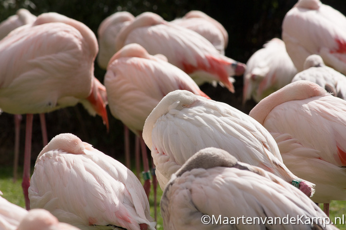 Rustende flamingo's