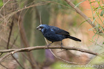 Vogels in de mangrove