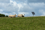 Schapen op zonne-energie