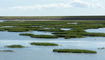 Begroeiing Waddendijk