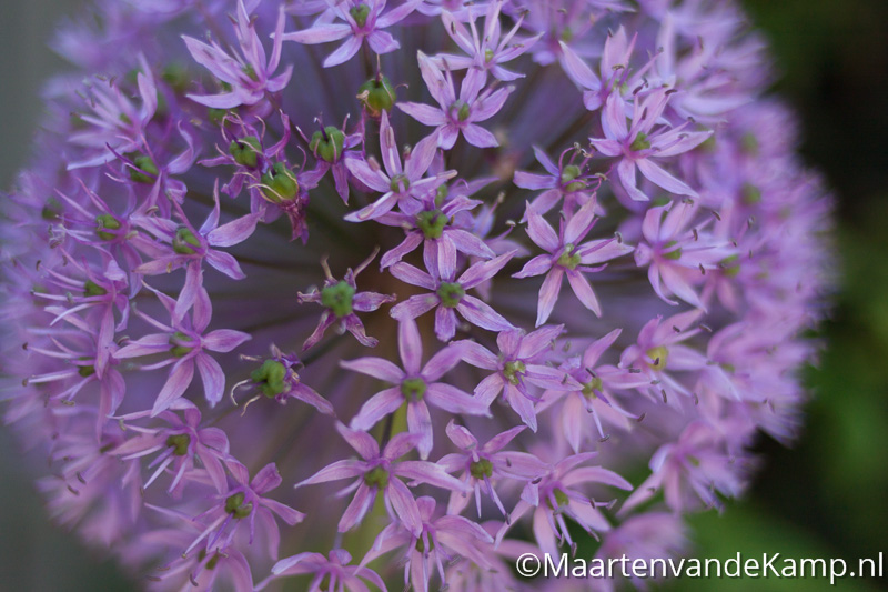 Weinig scherptediepte (Depth of Field)